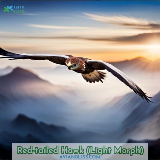 Red-tailed Hawk (Light Morph)