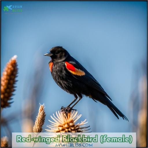 Red-winged Blackbird (female)