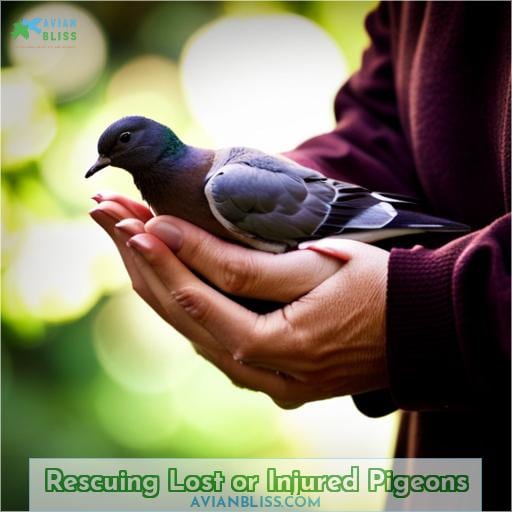 Rescuing Lost or Injured Pigeons