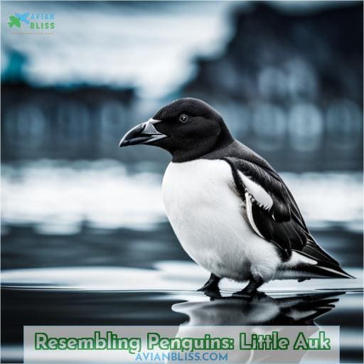 Resembling Penguins: Little Auk