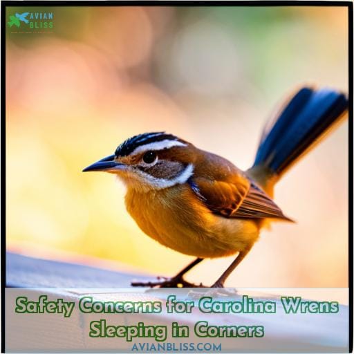 Safety Concerns for Carolina Wrens Sleeping in Corners