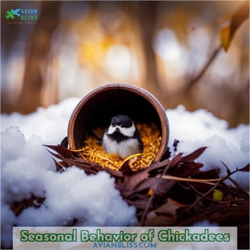 Seasonal Behavior of Chickadees