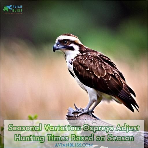Seasonal Variation: Ospreys Adjust Hunting Times Based on Season