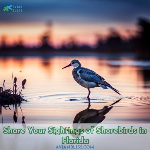 Share Your Sightings of Shorebirds in Florida