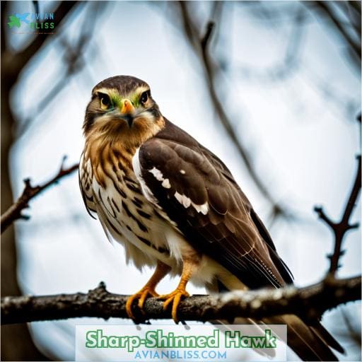 Sharp-shinned Hawk