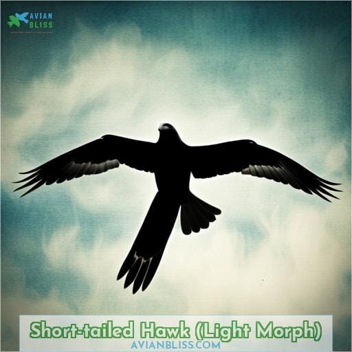 Short-tailed Hawk (Light Morph)