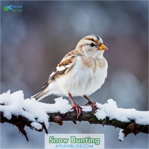 Snow Bunting