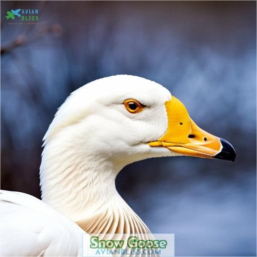 Snow Goose