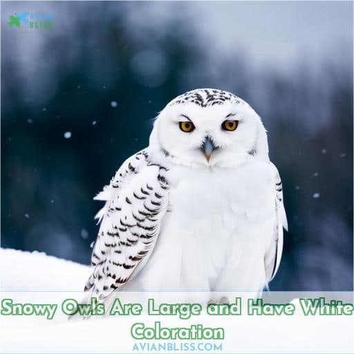 Snowy Owls Are Large and Have White Coloration