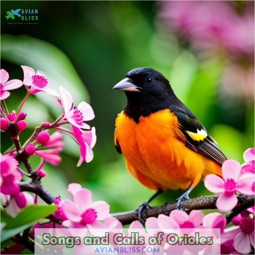 Songs and Calls of Orioles