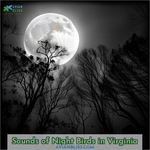 Sounds of Night Birds in Virginia