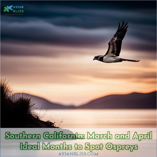 Southern California: March and April Ideal Months to Spot Ospreys