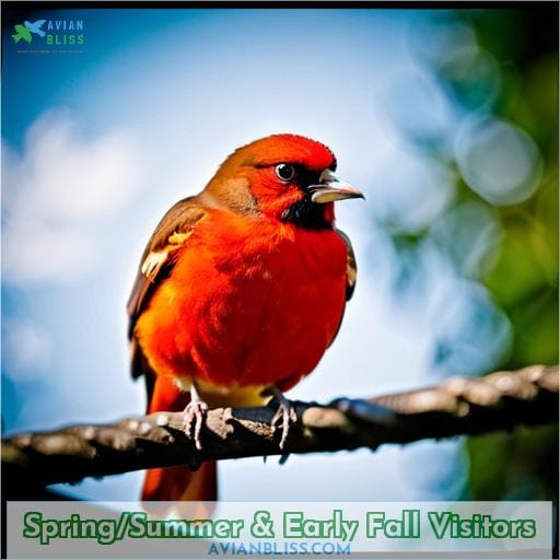 Spring/Summer & Early Fall Visitors