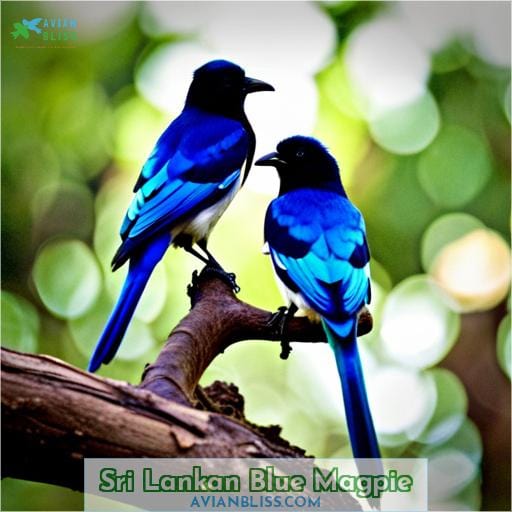 Sri Lankan Blue Magpie