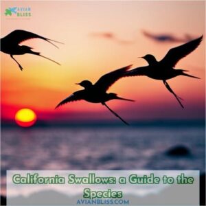 swallows in california