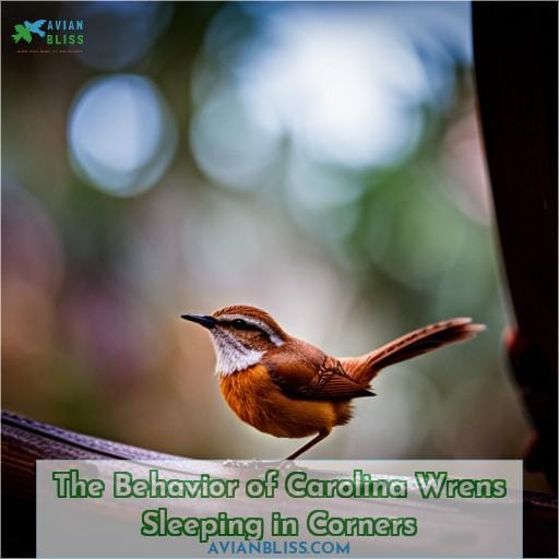 The Behavior of Carolina Wrens Sleeping in Corners