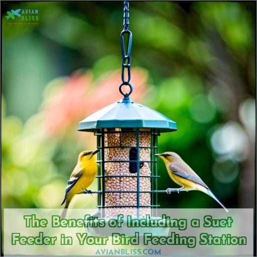 The Benefits of Including a Suet Feeder in Your Bird Feeding Station
