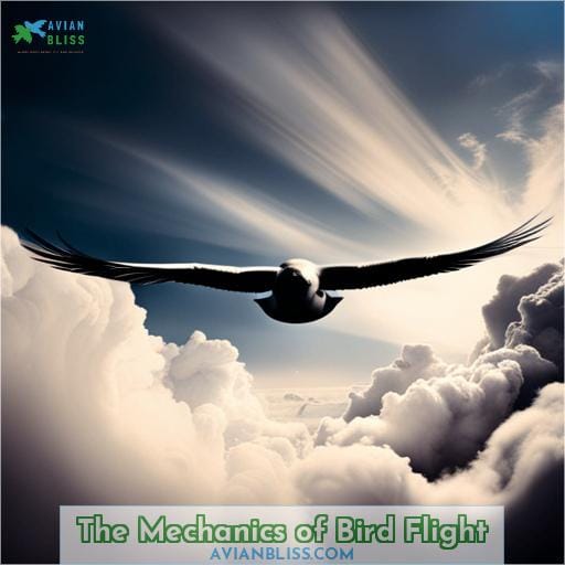 The Mechanics of Bird Flight