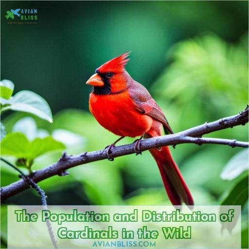 The Population and Distribution of Cardinals in the Wild