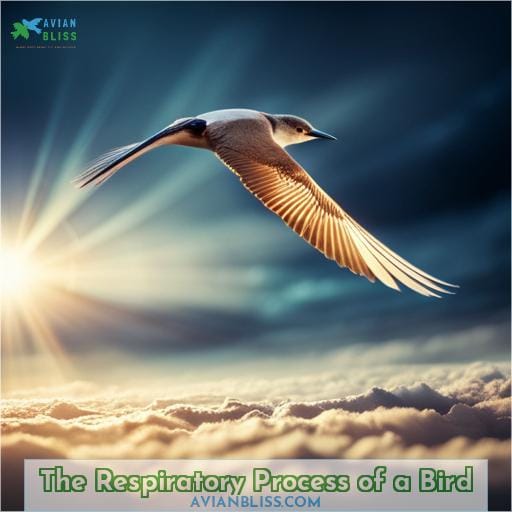 The Respiratory Process of a Bird