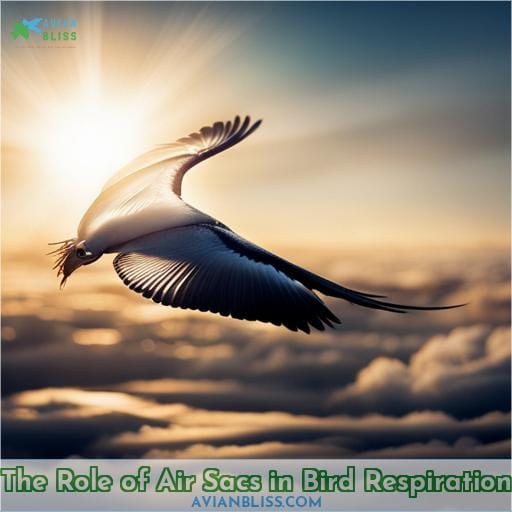 The Role of Air Sacs in Bird Respiration