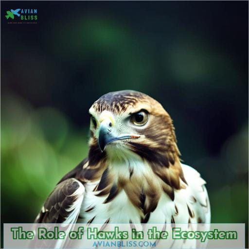 The Role of Hawks in the Ecosystem