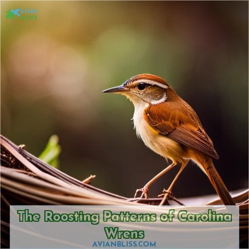 The Roosting Patterns of Carolina Wrens