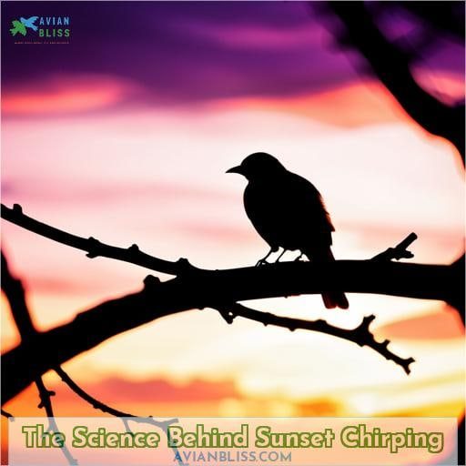 The Science Behind Sunset Chirping