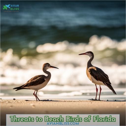 Threats to Beach Birds of Florida