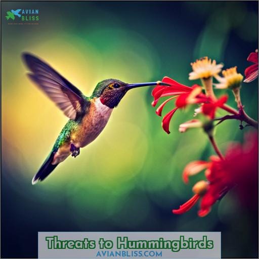 Threats to Hummingbirds