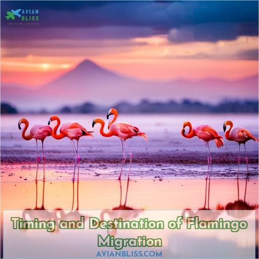 Timing and Destination of Flamingo Migration