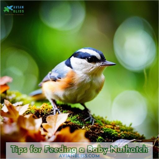 Tips for Feeding a Baby Nuthatch