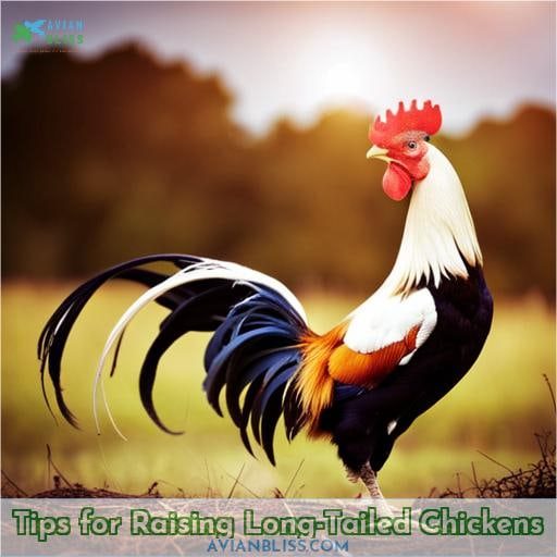 Tips for Raising Long-Tailed Chickens