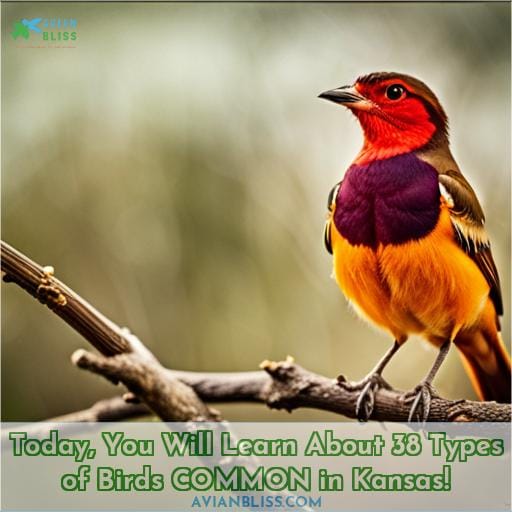 Today, You Will Learn About 38 Types of Birds COMMON in Kansas!