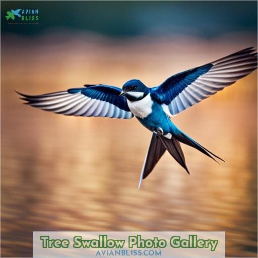 Tree Swallow Photo Gallery