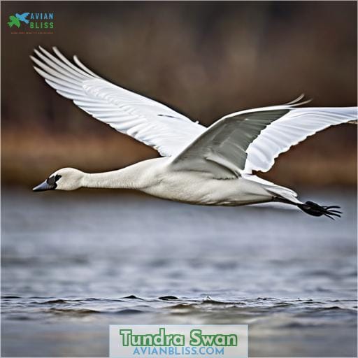 Tundra Swan