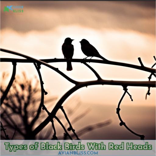 Types of Black Birds With Red Heads