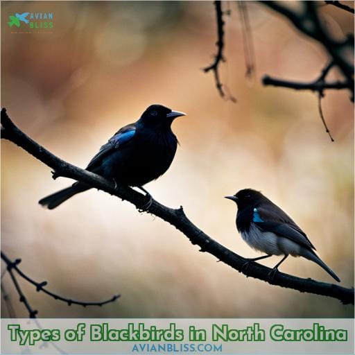 Types of Blackbirds in North Carolina