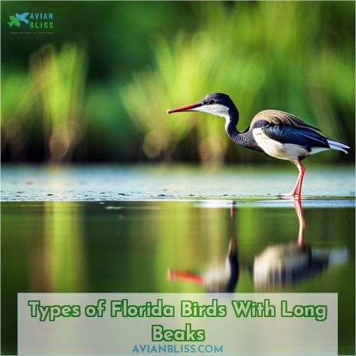 Types of Florida Birds With Long Beaks