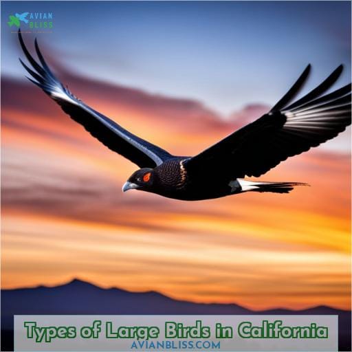 Types of Large Birds in California