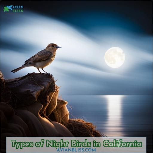 Types of Night Birds in California
