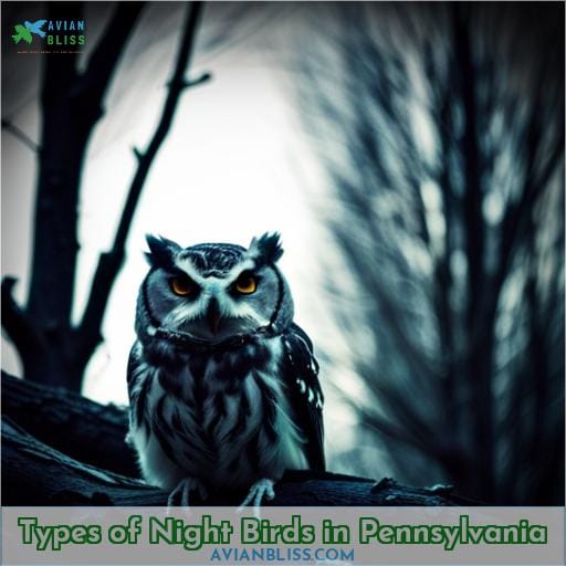 Types of Night Birds in Pennsylvania