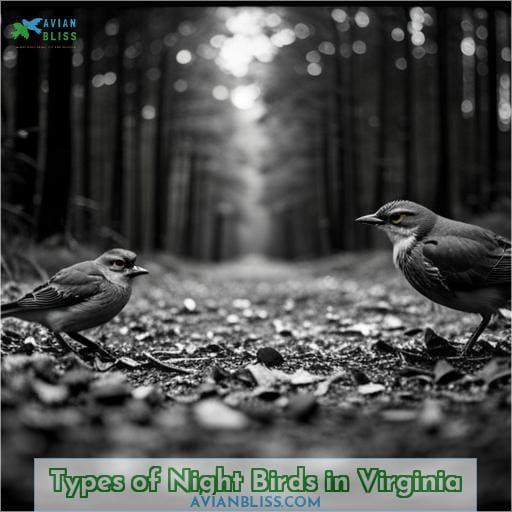 Types of Night Birds in Virginia