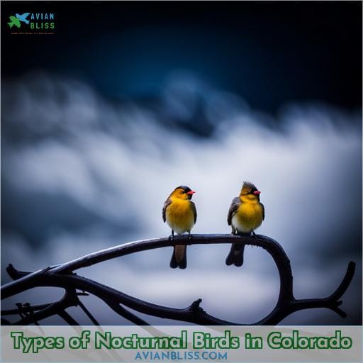 Types of Nocturnal Birds in Colorado