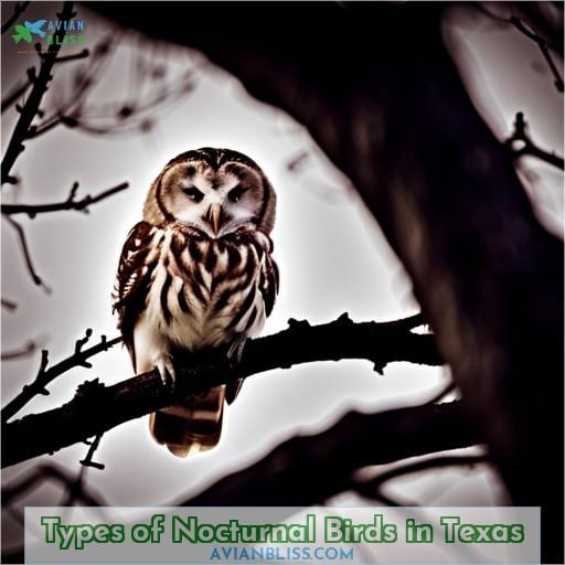 Types of Nocturnal Birds in Texas