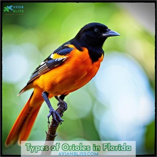 Types of Orioles in Florida