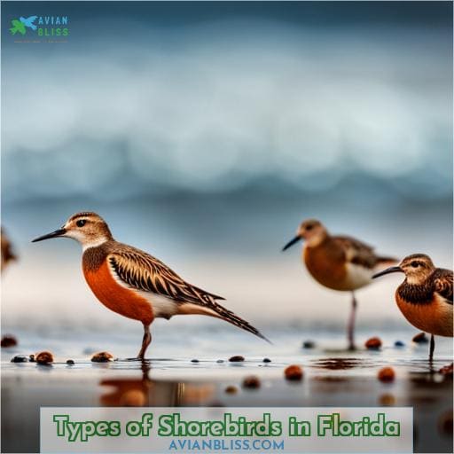 Types of Shorebirds in Florida