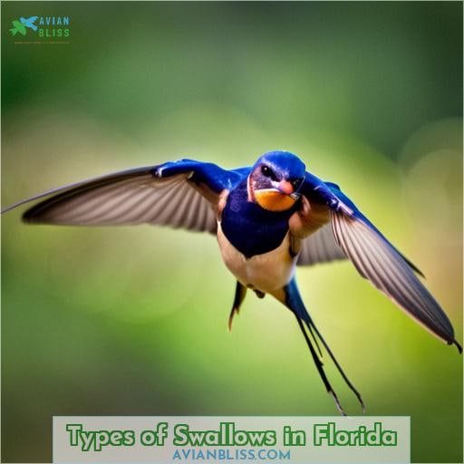 Types of Swallows in Florida