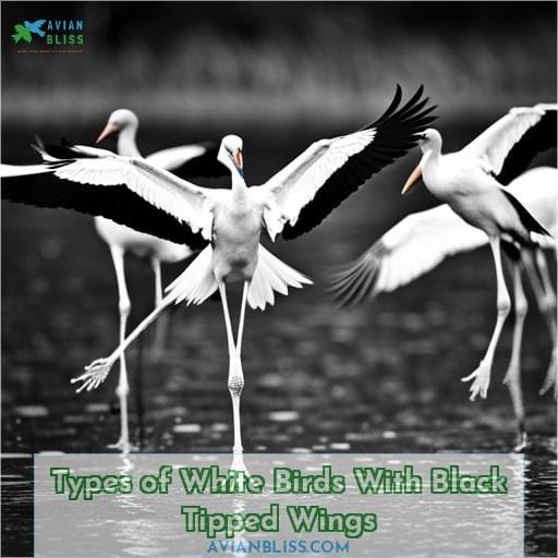 Types of White Birds With Black Tipped Wings