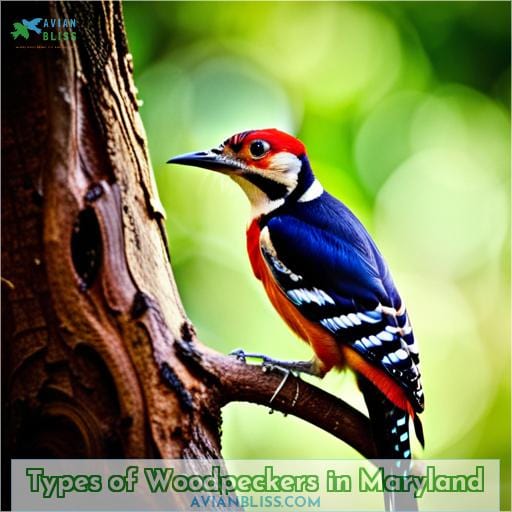 Types of Woodpeckers in Maryland